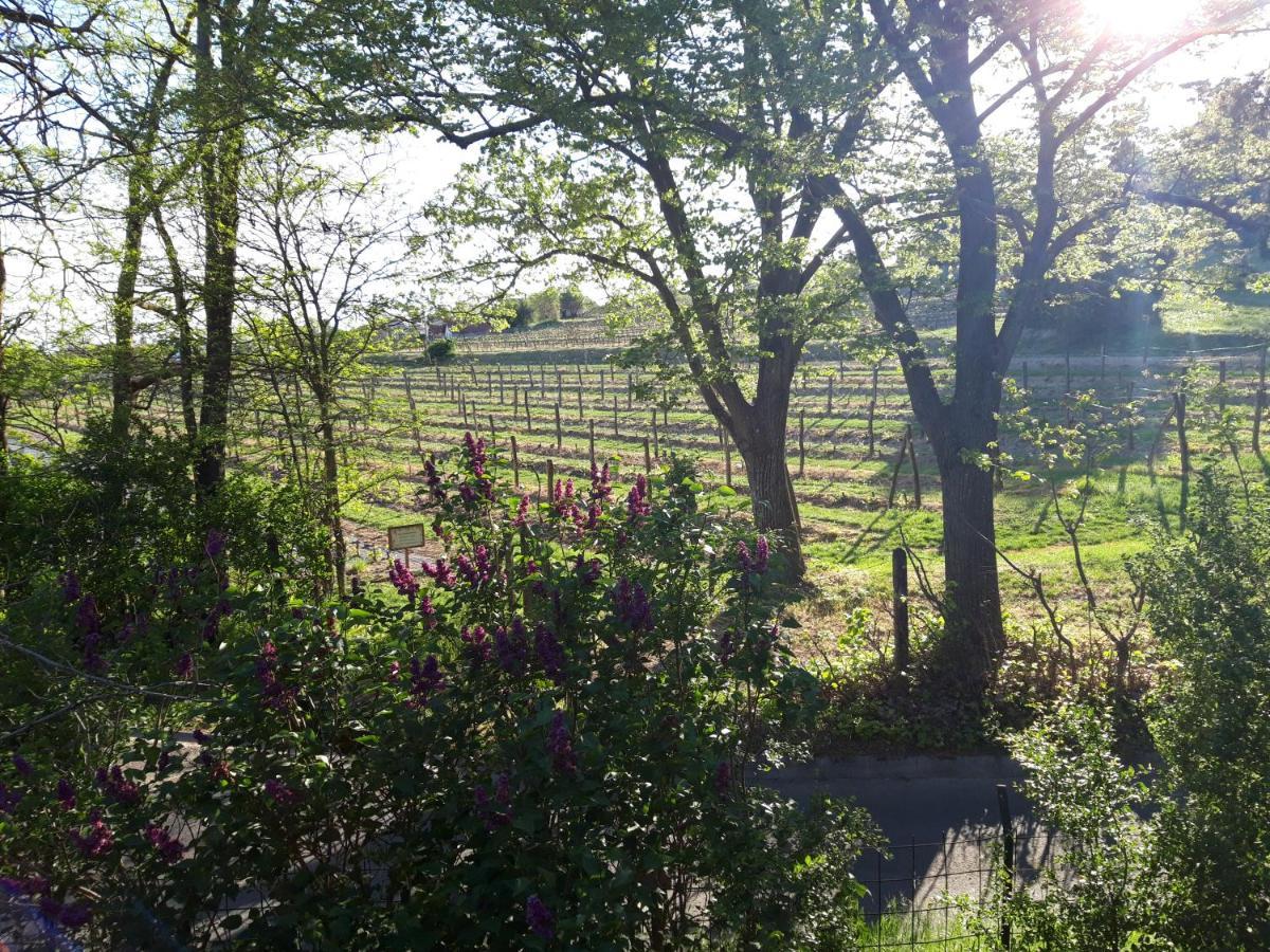 Pilikan Apartments - Park, Agroturism, Vineyard & Farm Cserszegtomaj Bagian luar foto