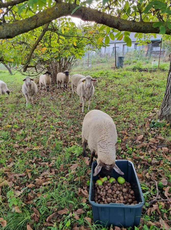 Pilikan Apartments - Park, Agroturism, Vineyard & Farm Cserszegtomaj Bagian luar foto